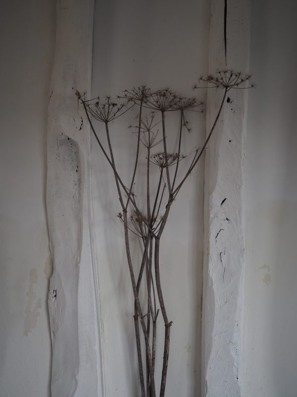 dried_flowers