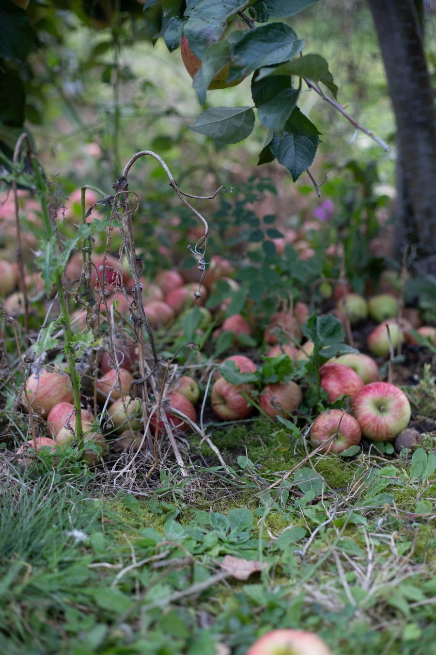 Autumn_Apples