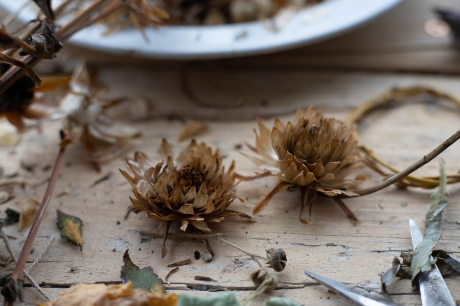 Dahlia_seed_pods_homegrown