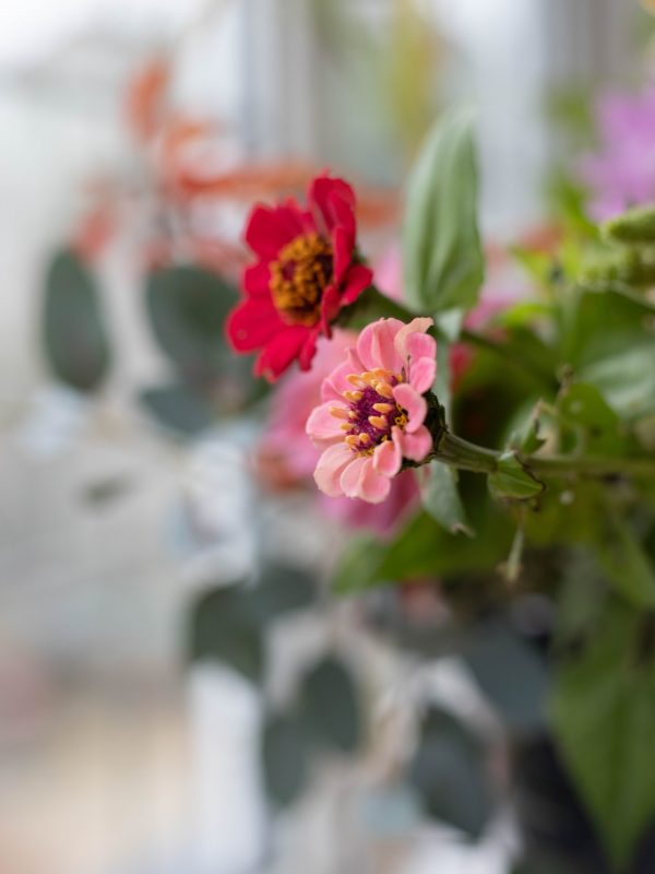 red_and_pink_zinnia