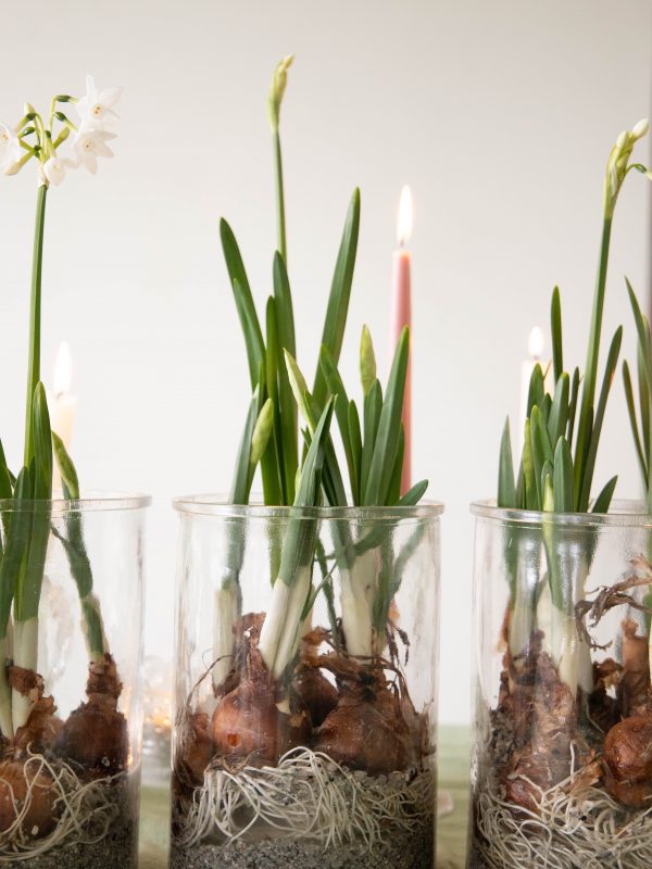 Potted_up_paperwhites