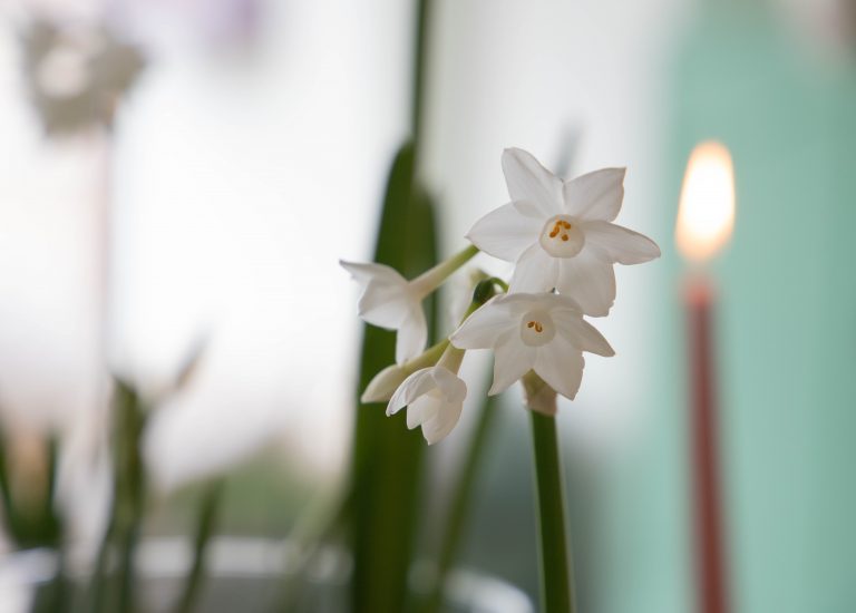 paperwhites