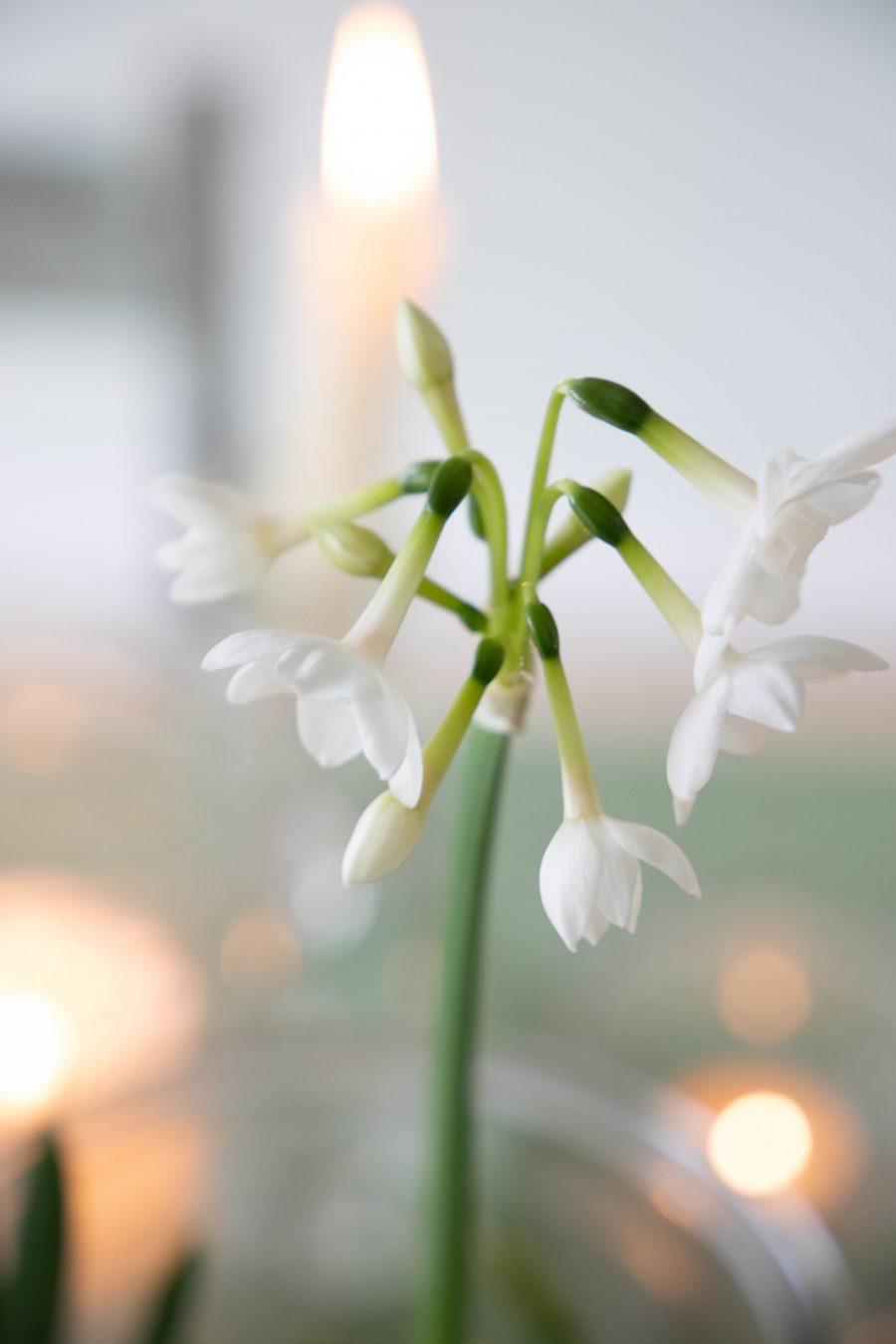 candle_light_paperwhites