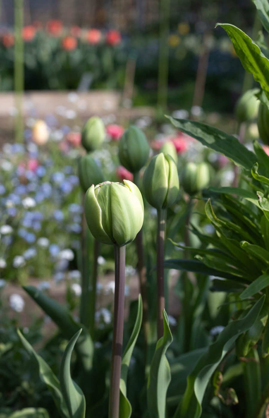 tulips in bud