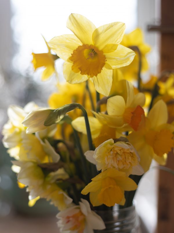 Simple_Yellow_daffodils