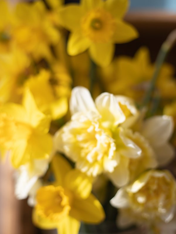 Daffodils in the spring sunshine