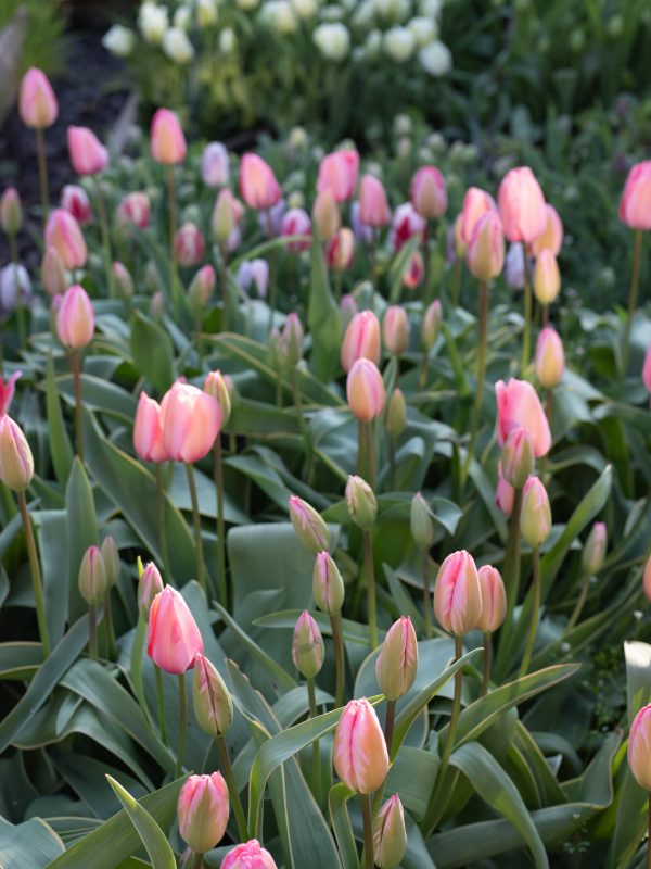 British_grown_tulips