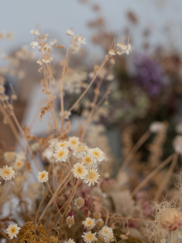 Dried_summer_flowers