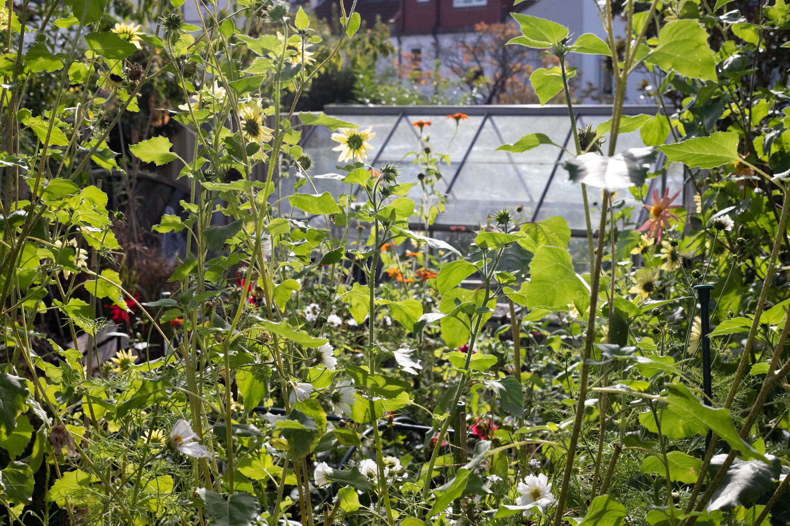 Lotts and Lots The Autumn Garden and What Seeds to Sow Now