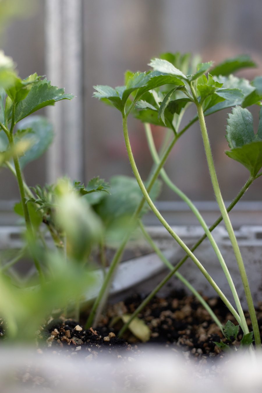 The Cutting Garden : March 2025