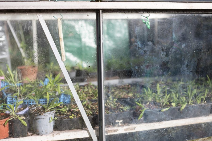 The Cutting Garden : March 2025