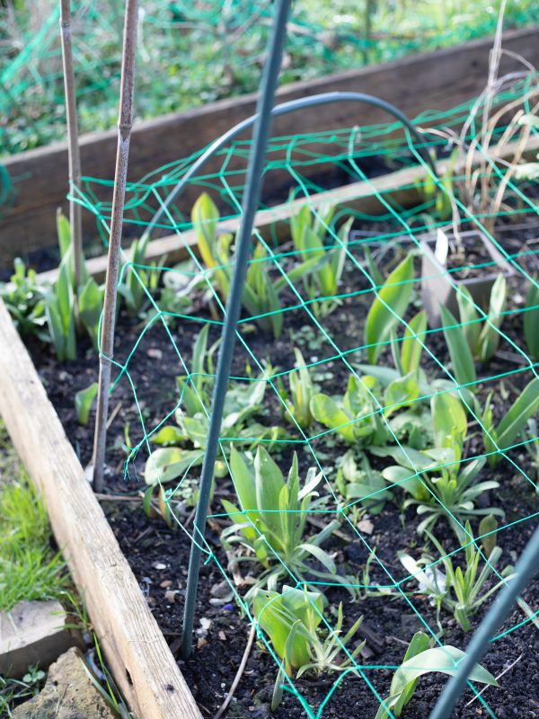 The Cutting Garden : March 2025