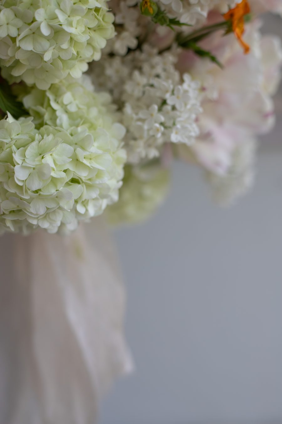 Viburnum Opulus Roseum - Snowball Bush