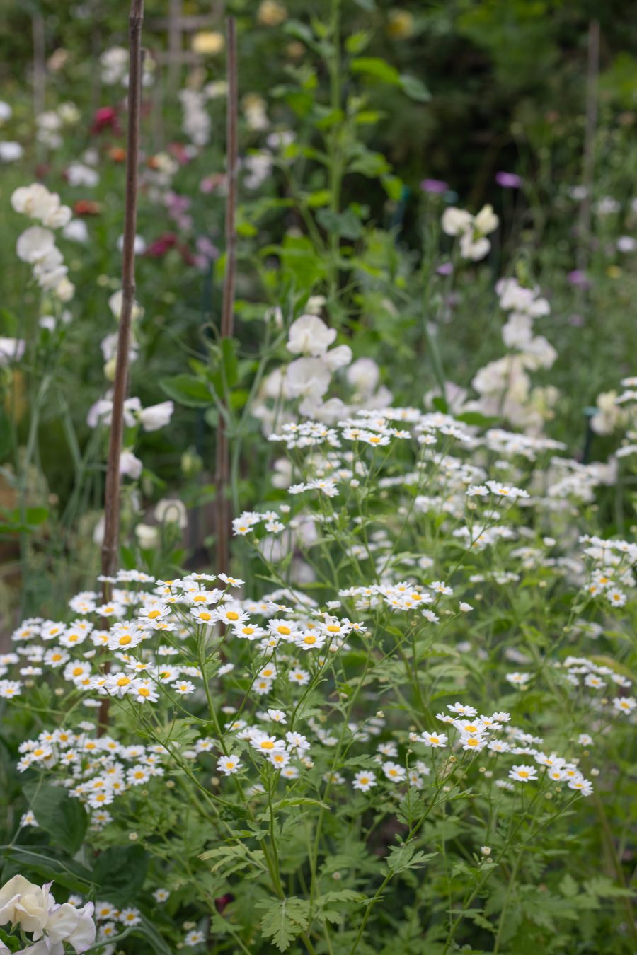 June cutting garden. Leigh-on-Sea