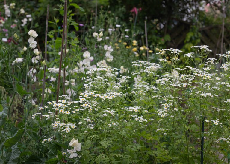 Feverfew daisies - June Cutting Garden. Leigh-on-sea