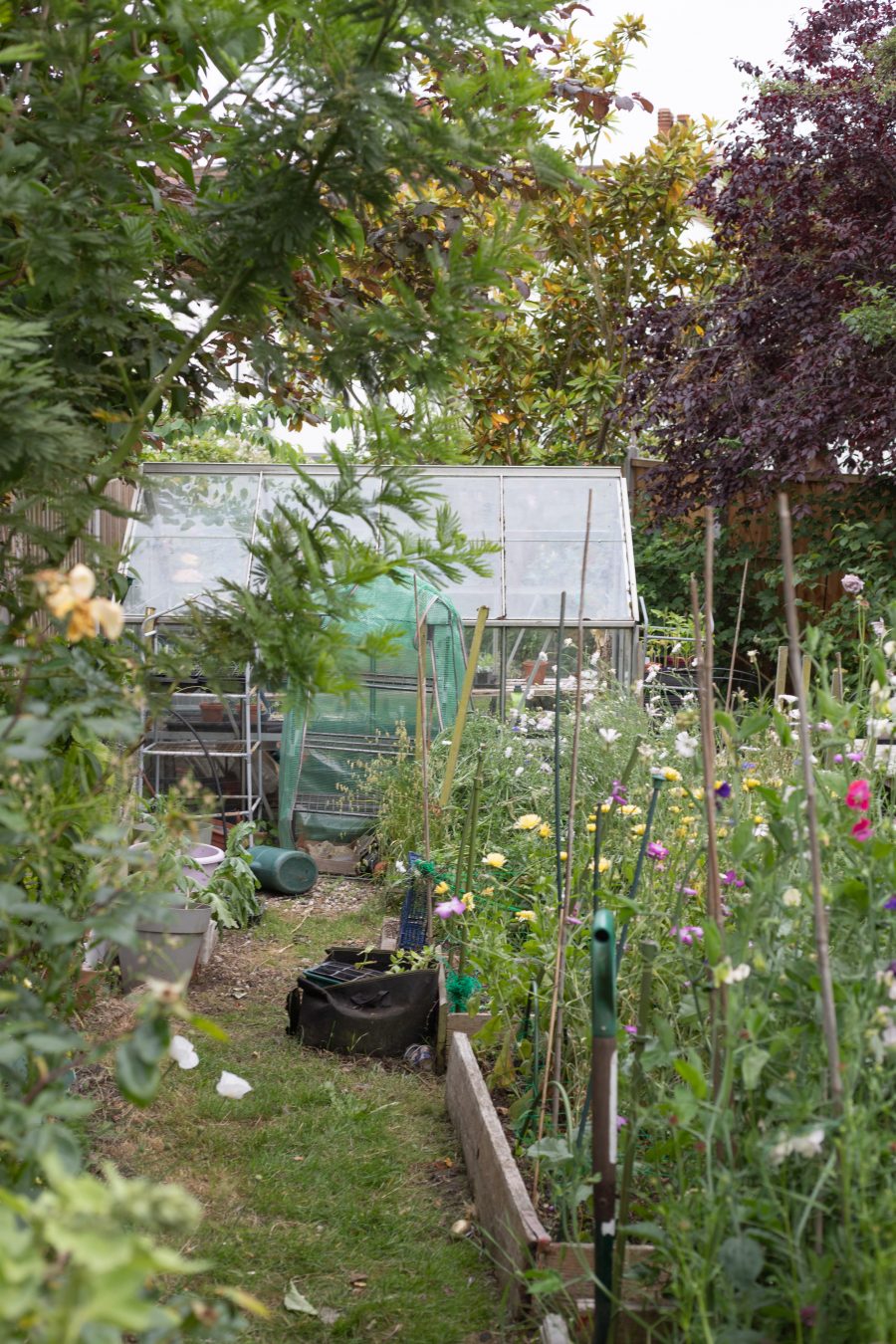 June cutting garden. Leigh-on-Sea