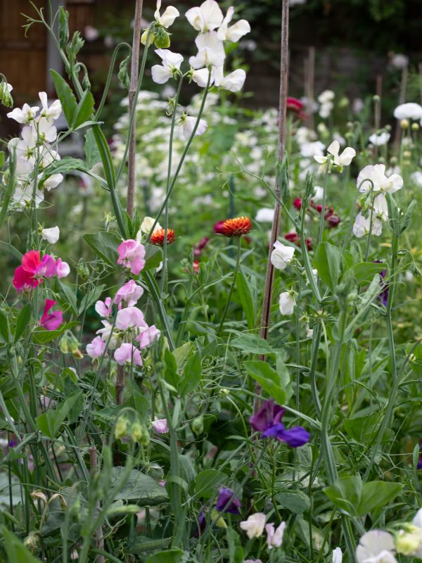 Locally grown wedding Flowers. Leigh-on-Sea