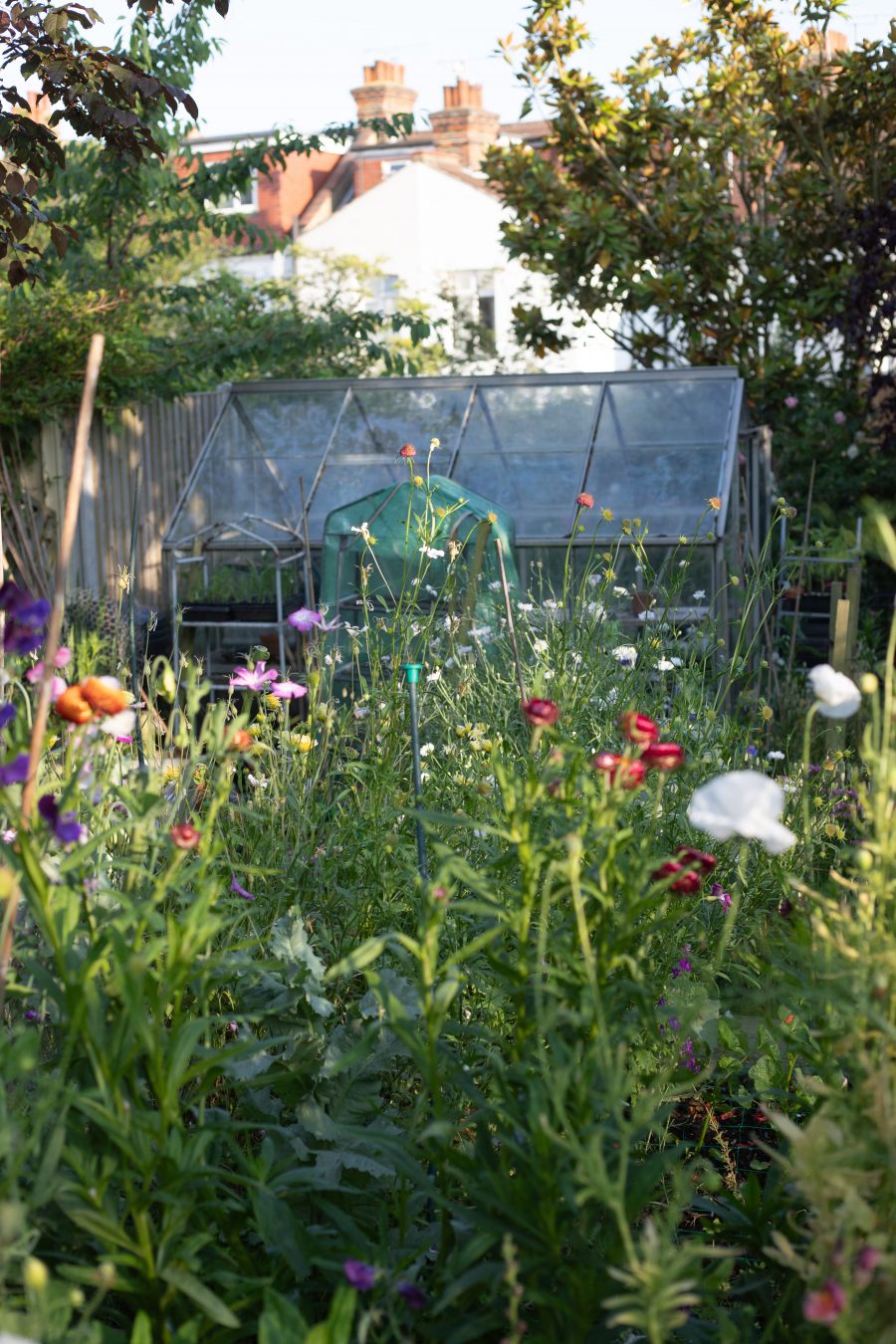 June cutting garden. Leigh-on-Sea