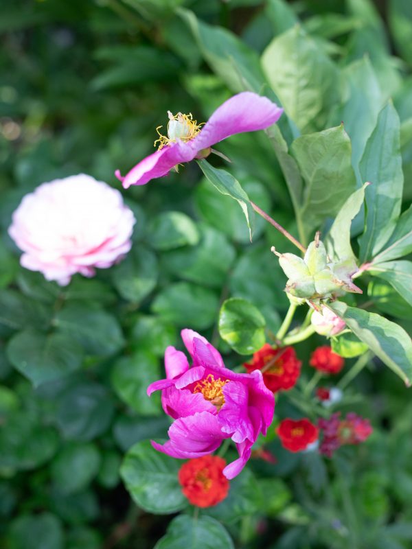 Garden Roses, Leigh-on-Sea