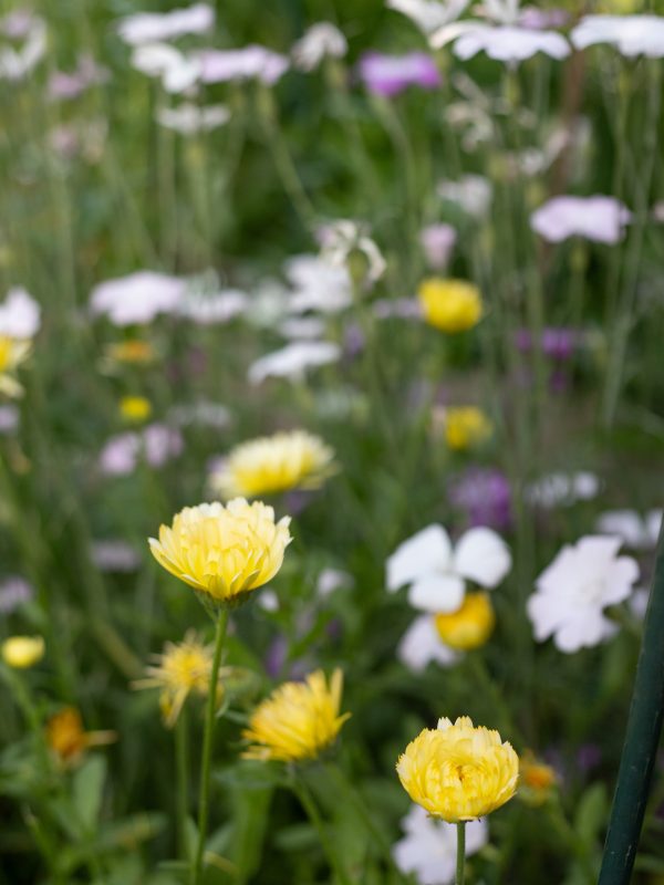June cutting garden. Leigh-on-Sea