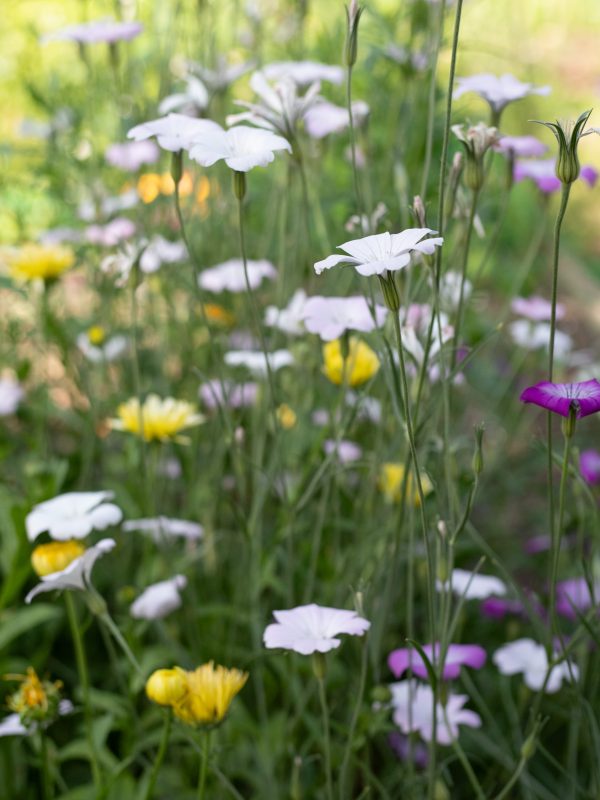 June wedding flowers. Leigh-on-sea