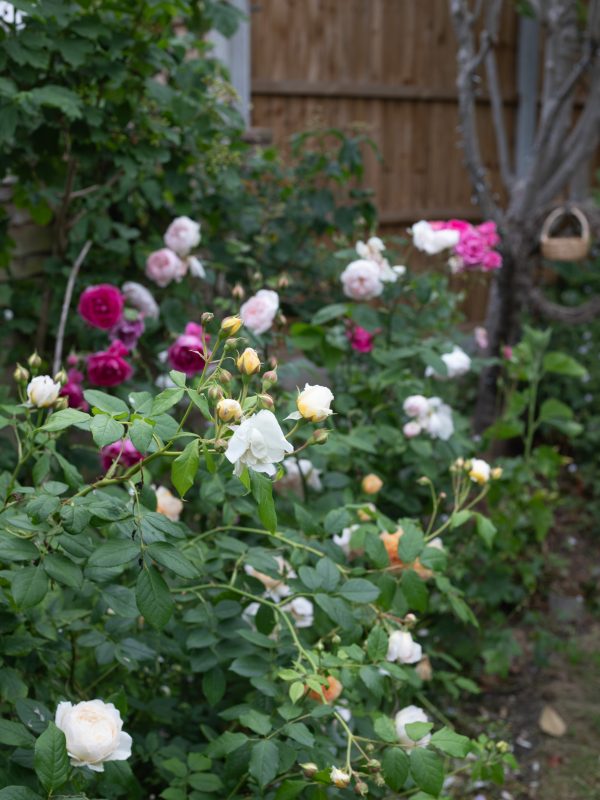 Garden Roses, Leigh-on-Sea