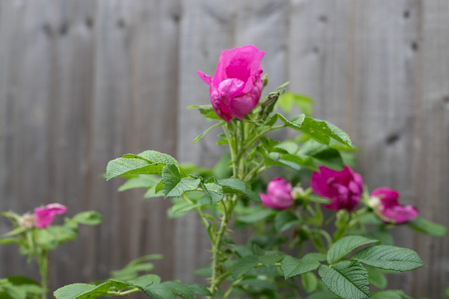 Garden Roses, Leigh-on-Sea
