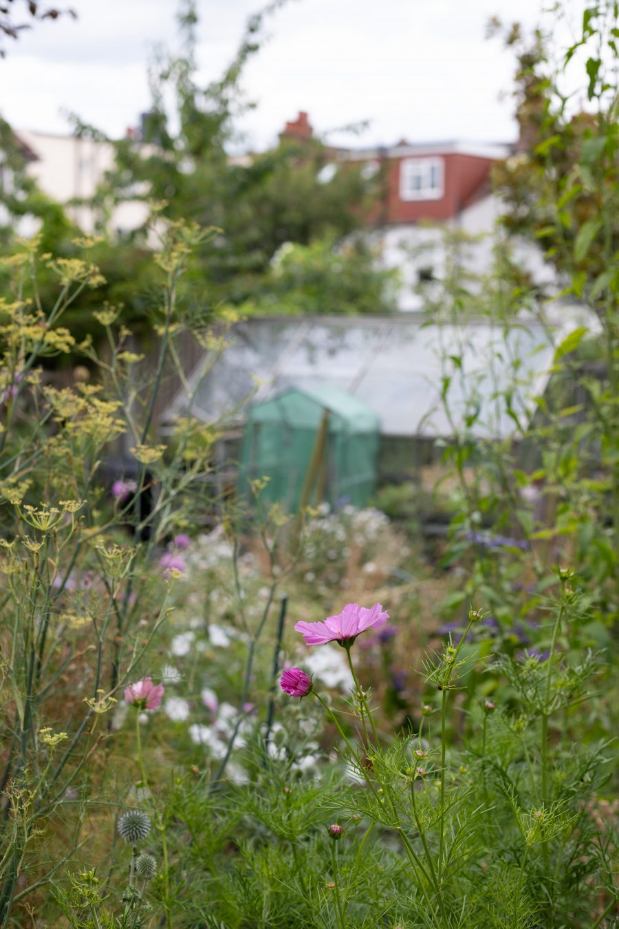 The July Cut Flower Garden - Leigh-on-Sea