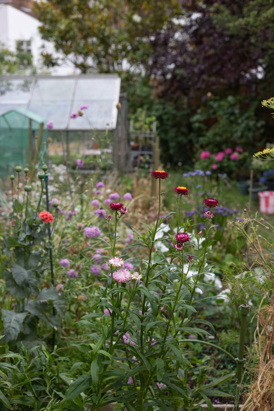 Garden Jobs for a July Cut Flower Garden