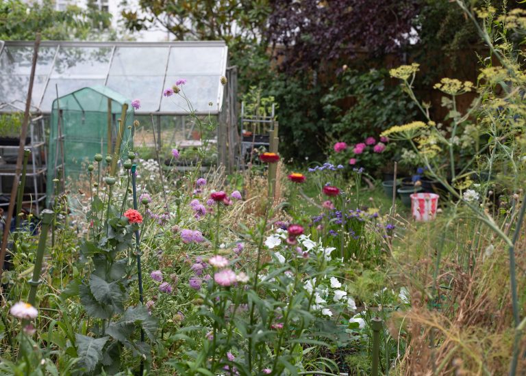 The July Cut Flower Garden