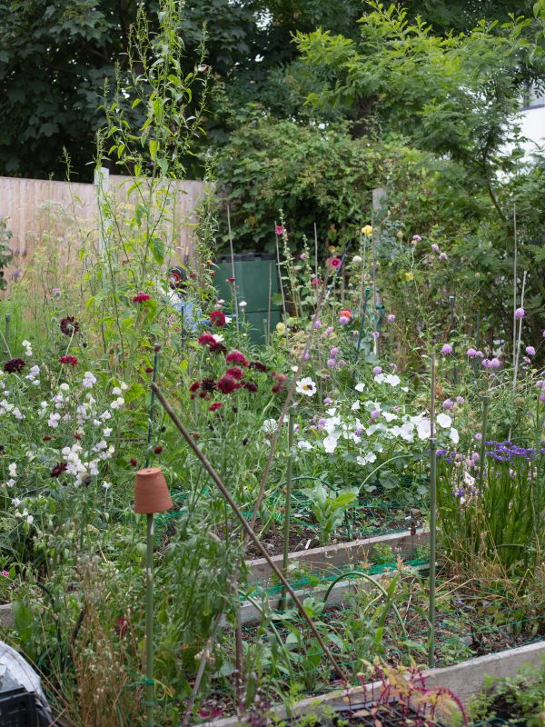 July Cut Flower Beds