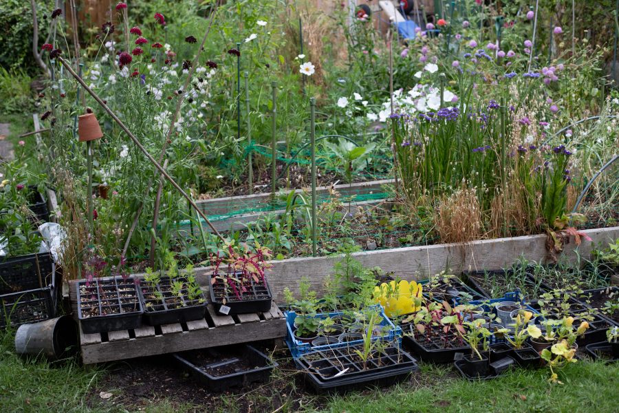 Garden Jobs for a July Cut Flower Garden