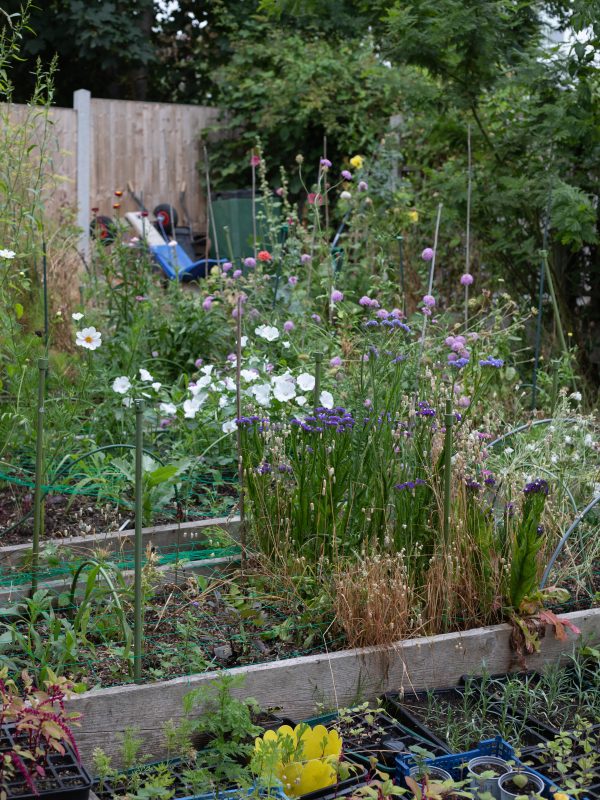 July Cut Flower Beds