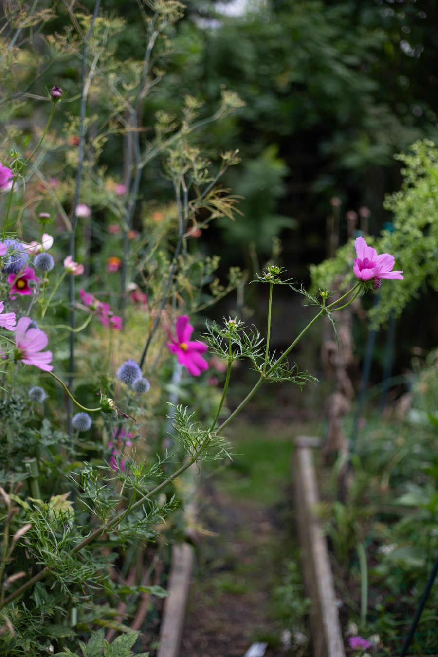 Flowers for an August cutting garden