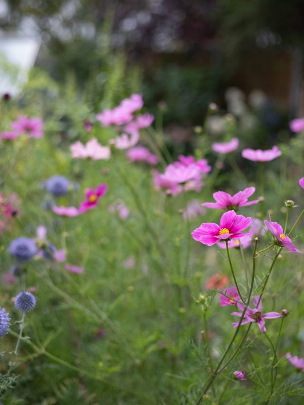 Flowers for an August cutting garden