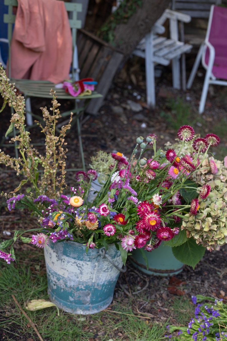 Harvesting dried flowers in September
