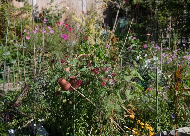 The Cutting Garden : September 2025