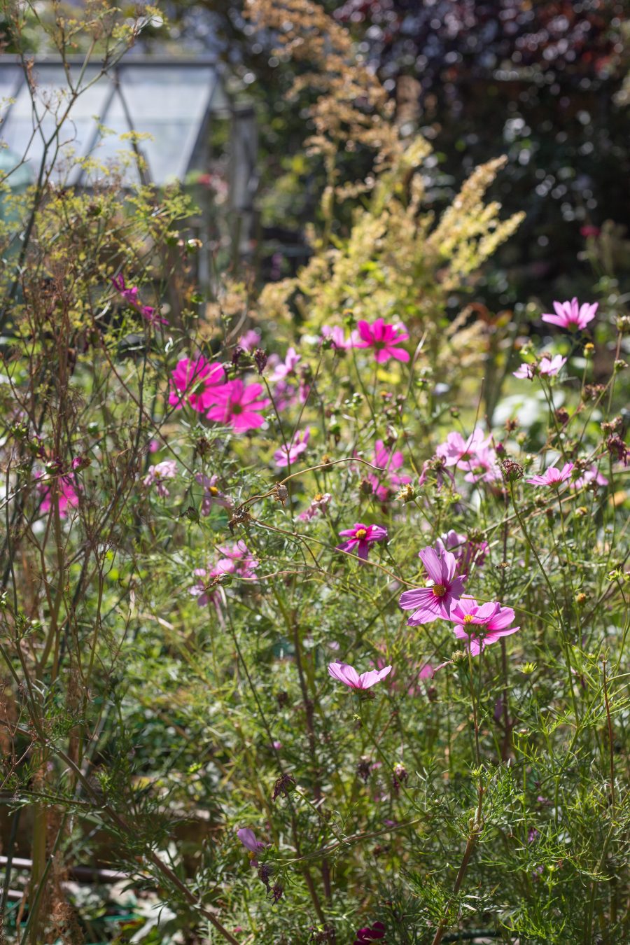 The Cutting Garden : September 2025