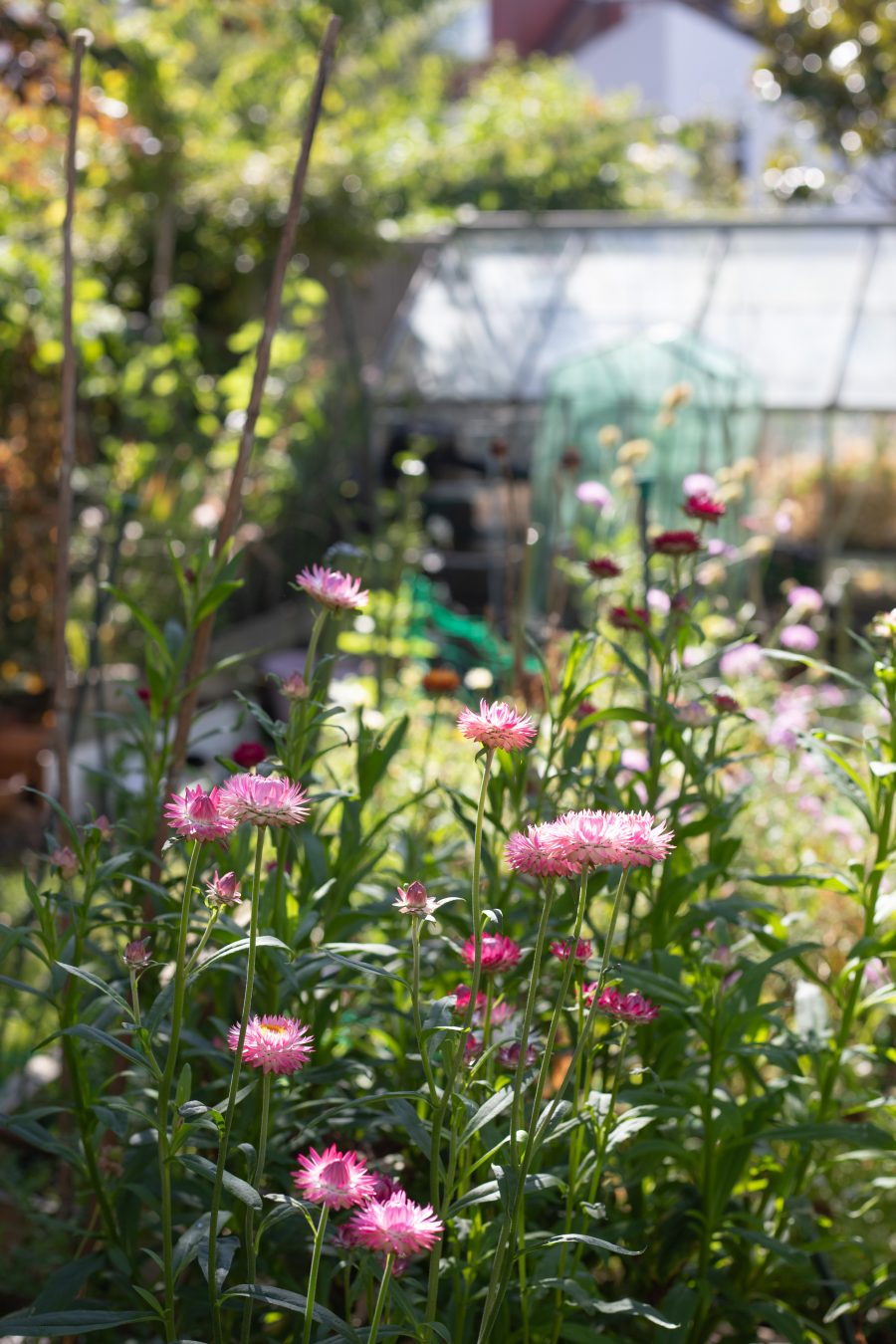 The Cutting Garden : September 2025