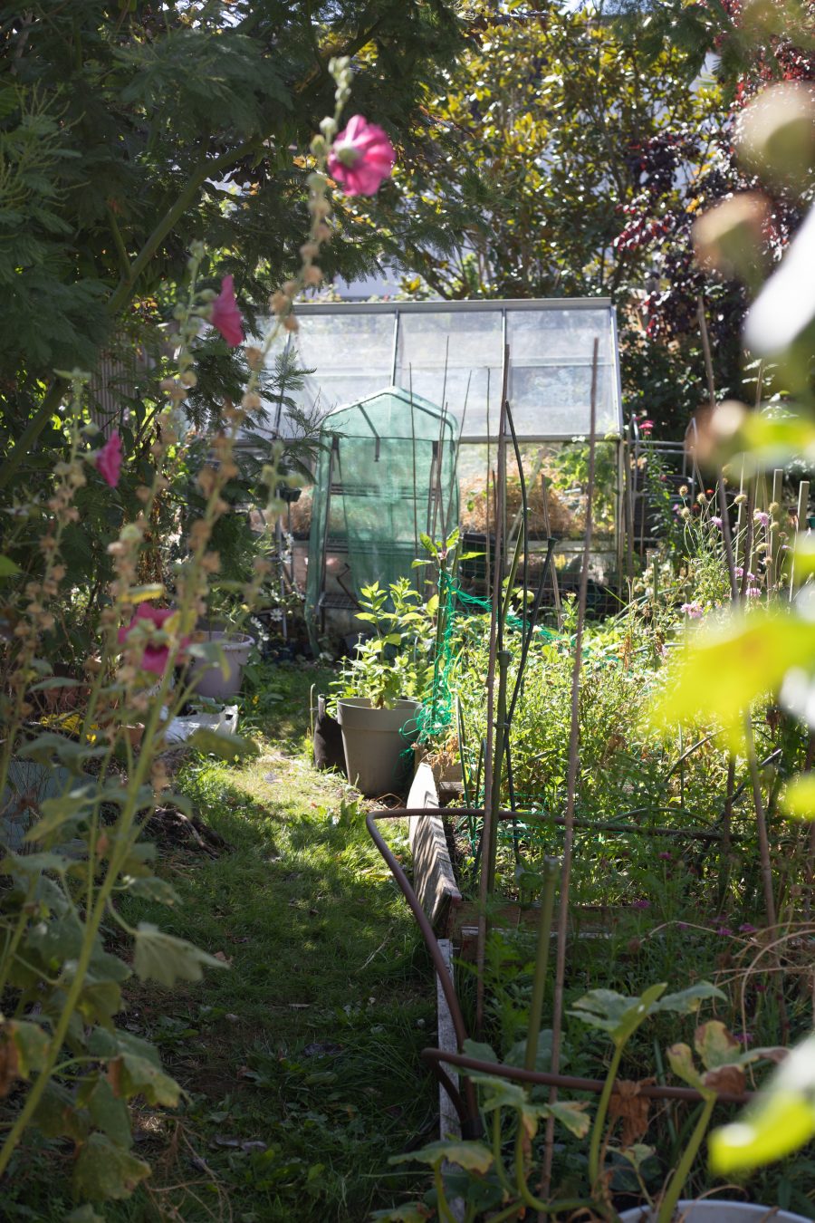 A cut flower garden in September