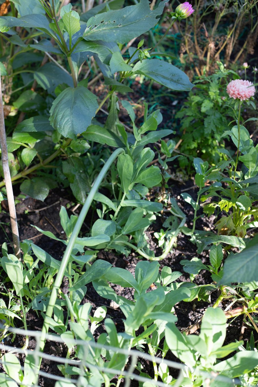 The October Cutting Garden
