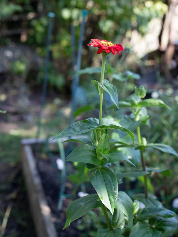 The October Cutting Garden
