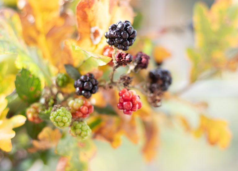 Simple Autumn floristry ideas