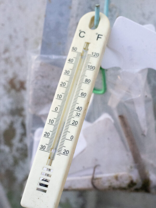 Jobs to do in the Cutting Garden : January 2026