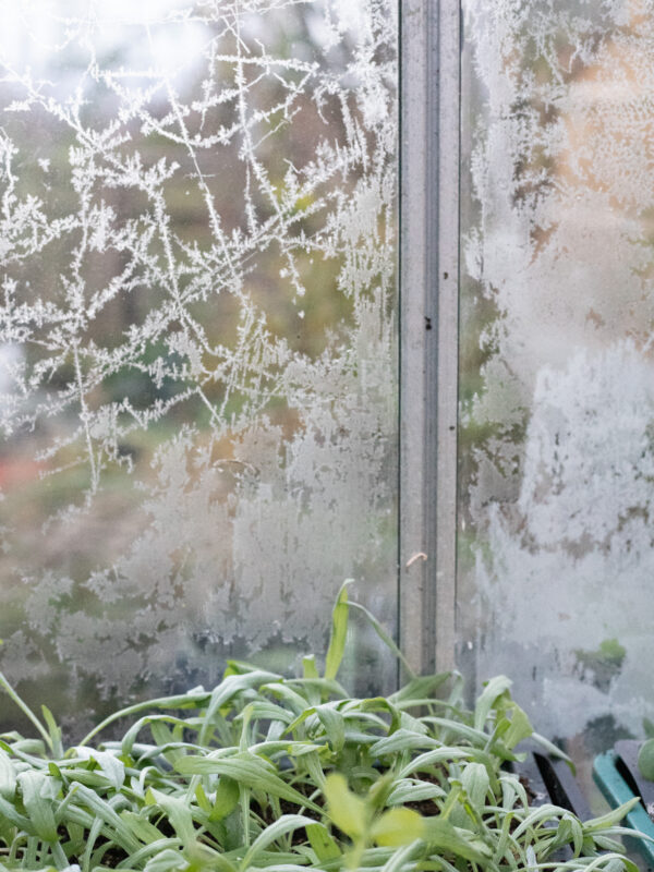 The Cutting Garden : January 2026