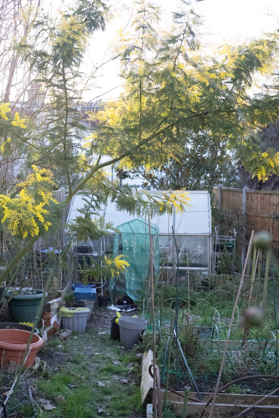 Jobs to do in the Cutting Garden : January 2026