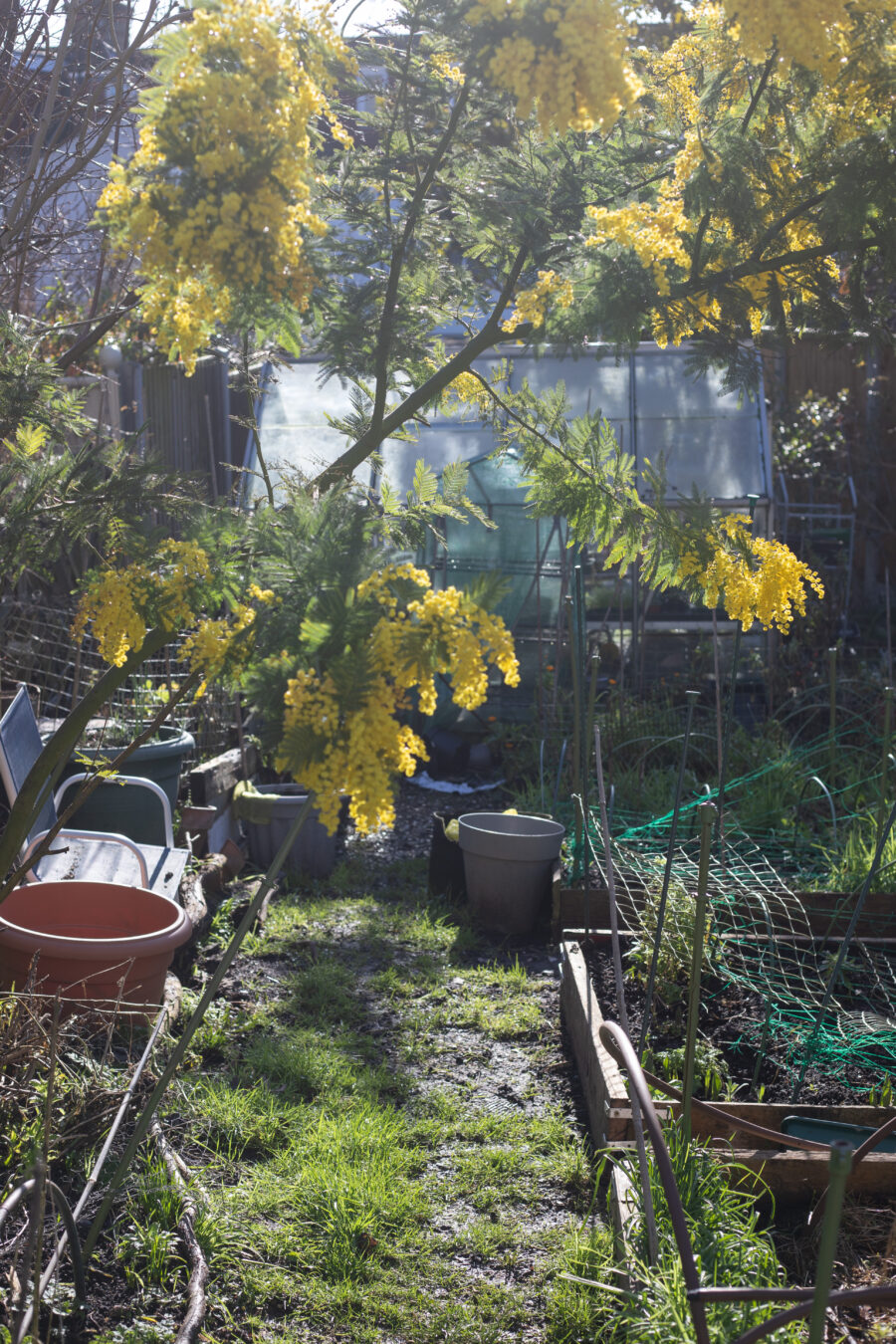 The Cutting Garden : February 2026