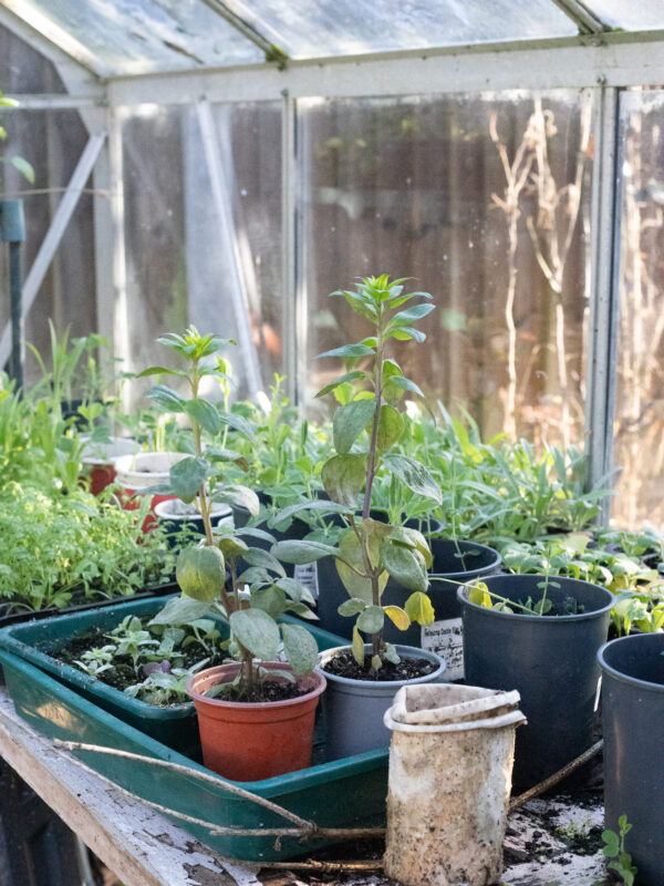 Seedlings in February Cutting Garden
