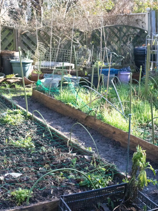The Cutting Garden : February 2026