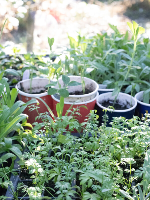 How to grow cut flowers